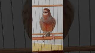 Download Lagu Masteran kenari import untuk murai.. MP3