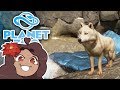 Christmas Gifts for Ice-Loving Wolves!! 🐏 Planet Zoo: Ice Ice Outpost • #9