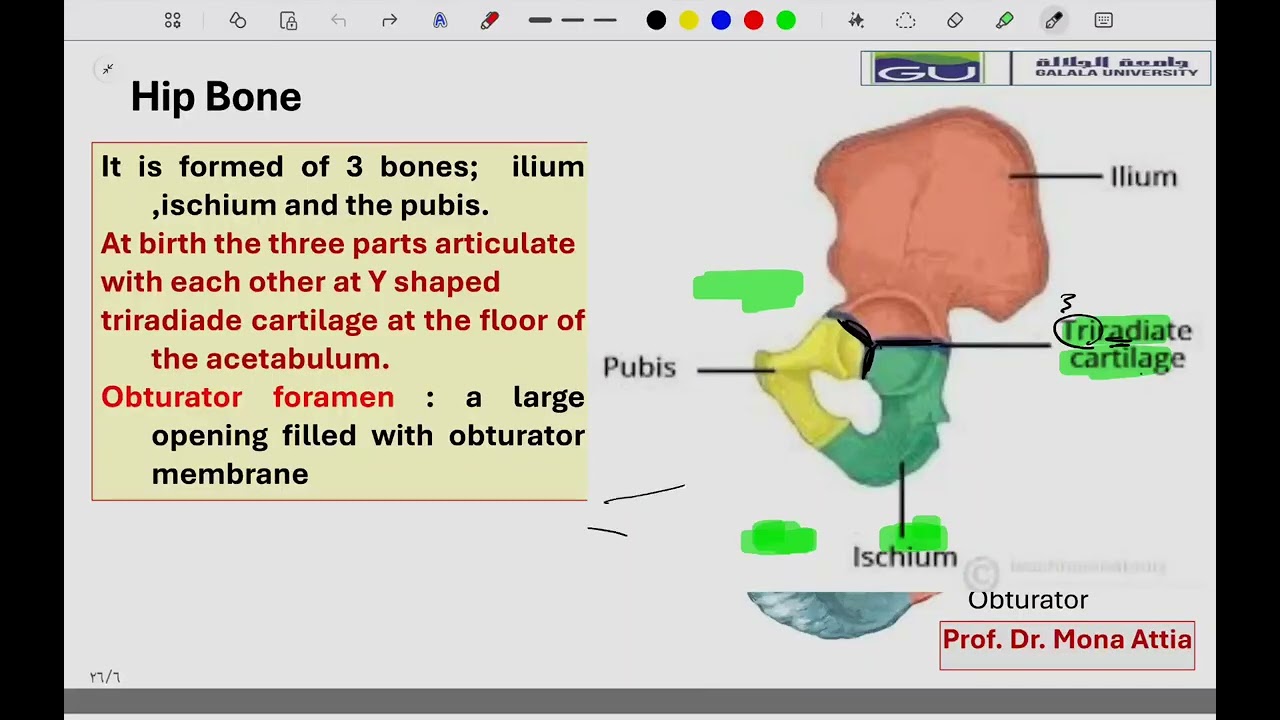 Anatomy of LL P1 