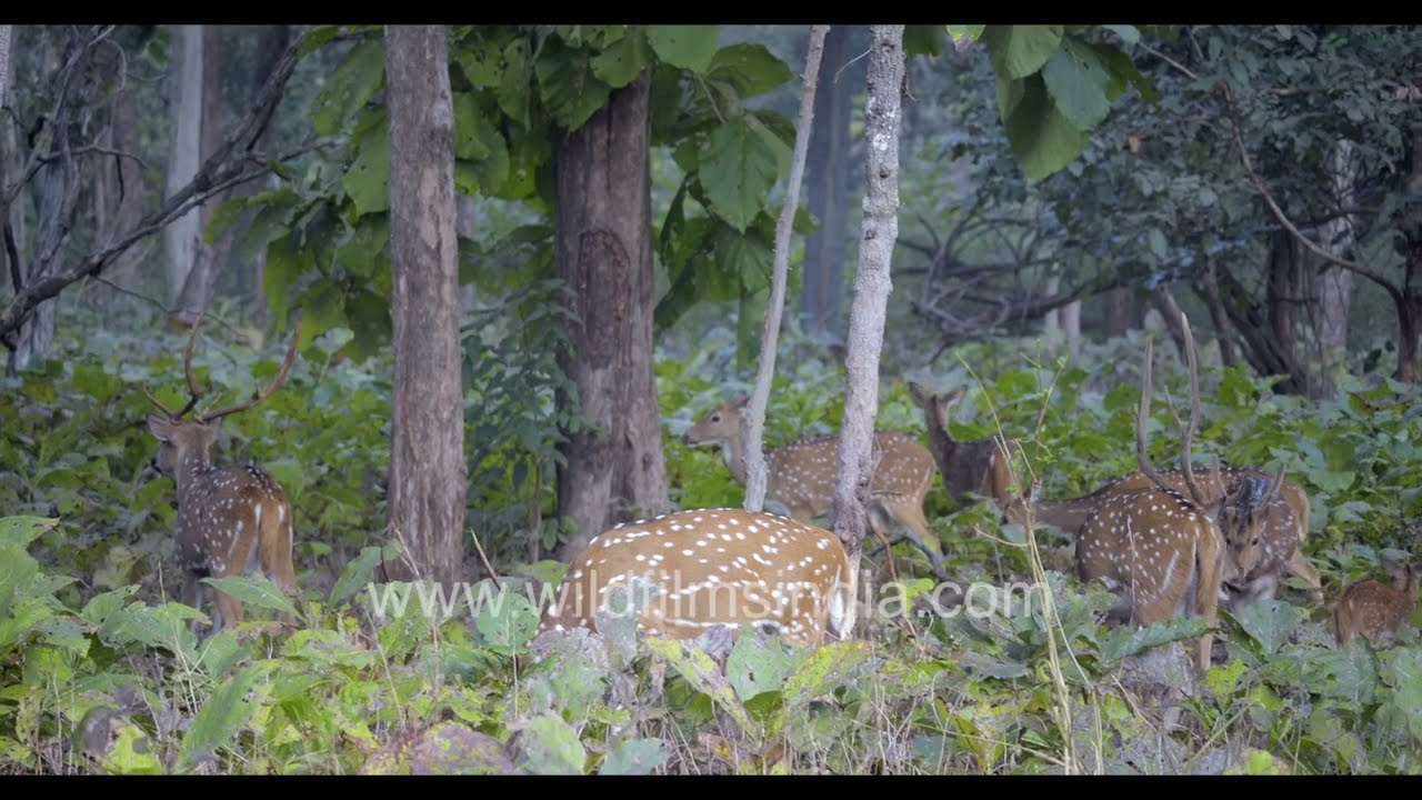 Spotted deer herd filmed in Pench Tiger Reserve