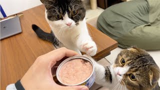 【悲報】ツナ缶を開けたら猫缶と勘違いされて家庭内便所飯【オヤジ狩り】