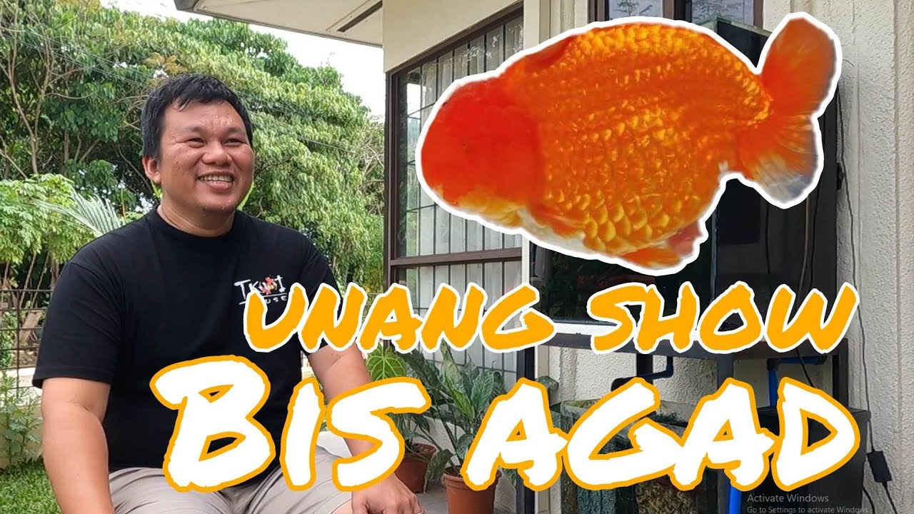 EP202. POWER FEEDING BY DOC ELMER UNANG SALI BEST IN SHOW AGAD | GOLDFISH ADVENTURE