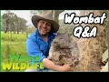 Your Wombat Questions Answered