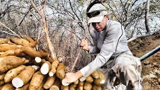 "What nobody tells you about harvesting sweet potatoes from the hills, Michoacán..⛰️"