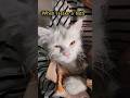 Take a bath🛁 #cat #musicproducer #shortsfeed #shortsfeed #traphiphop #kitten #cute #aww #catchy