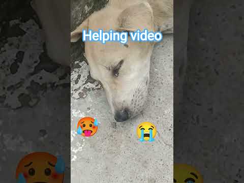 kutte ka baccha bhukha #viral #video #youtube #shortfeed #trending #sad #helping #motivation
