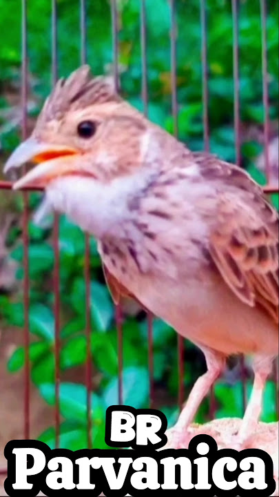 Branjangan Parva Bongkar Isian Greja Tarung