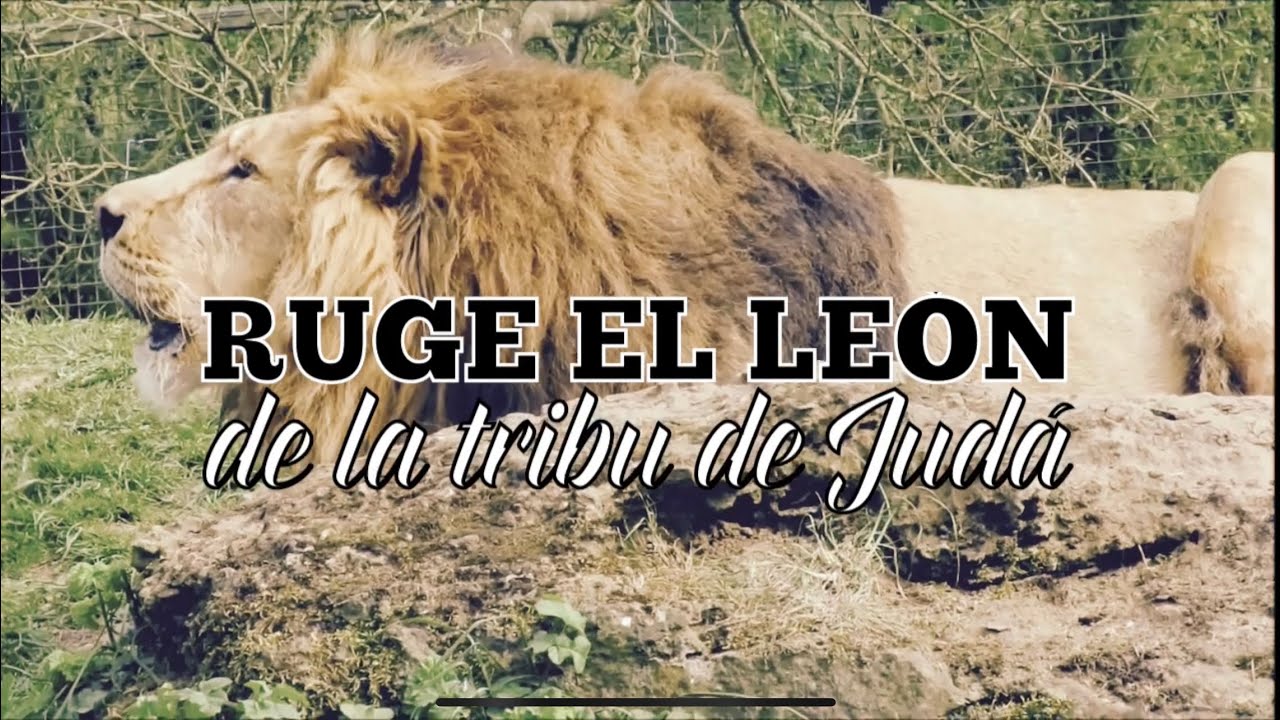 ¡RUGE EL LEÓN! - YouTube