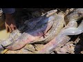 Giant Monster Fish Catching By Fisherman,New Video Amazing In 2020