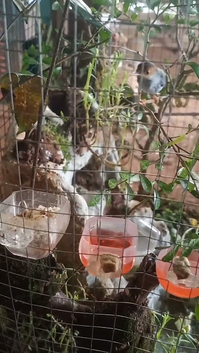 burung prenjak diaviary mini #aviaryminimalis #aviaryburungkecil #prenjakngetir #aviarydepanrumah