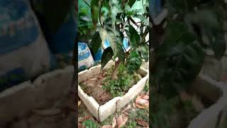Thai all time mango plant /thaifruit /youtube /shorts /viral /mango /gardening /vlog /?????