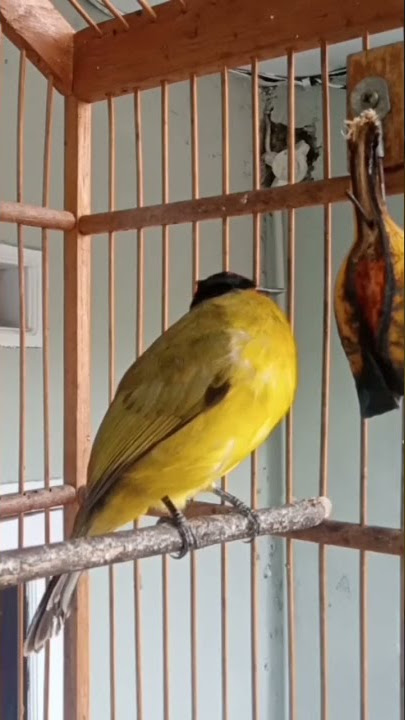 Suara khas burung kutilang Emas Gacor @poniran Kwok channel