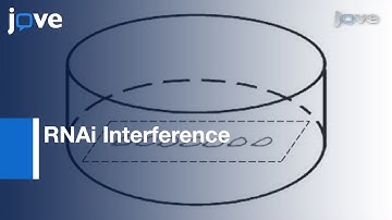 RNAi Interference By dsRNA Injection Into Drosophila Embryos l Protocol Preview