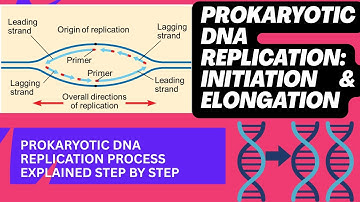 DNA Replication in Prokaryotes | Initiation & Elongation (Lagging Strand & Trombone Model)