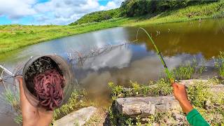After the rain, the school of tilapia was attacking with everything - tilapia fishing