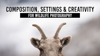 Composition, Camera Settings \& Creativity in Wildlife Photography