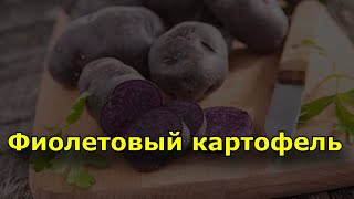 Картофель фиолетовый.  Польза вред как хранить и выбирать