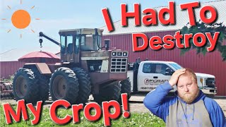 Harvesting $300/Ton Alfalfa AND Destroy Corn Crop!