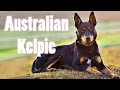 Owning The Bravest Dog In The World | Funny Australian kelpie Puppies Compilation 2021