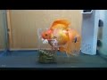 ピンポンパール 転覆病 薬 153532-ピンポンパール 転覆病 薬