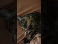 Her smell ✨😘 #youtubeshorts #cat #turtlewatching #animallife #cutecat #tortoiseshell #meowmeowapp