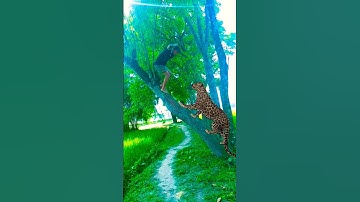 Two leopard attacked in field #vfx #foryou #video #shorts #subscribe