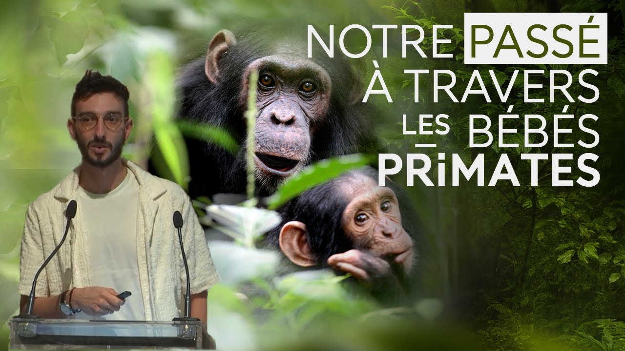 Comment les bébés primates nous éclairent sur nos origines ?