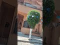 Andamos de visita buscando madera checa este video