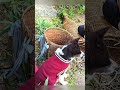 Eps003 Little Girl Sells Wild Ginseng to Buy BBQ for Her Dogs #trieutoan22 #hathimuon #harvest part2