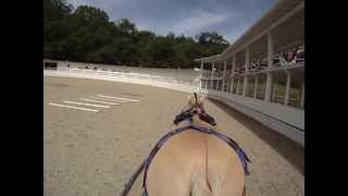 Tyra's Saddlechariot