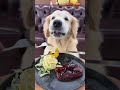 #GreedyGoldenRetriever#DogEatsBetterThanMeSeries#PawPatrol#GoldenRetrieverDailyDiet#Amazing