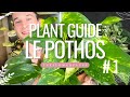 Plant guide 1 le pothos 