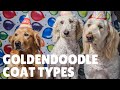 Goldendoodle Puppy Coats and How To Predict Coat Type