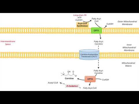 Why Is Carnitine Necessary For The Metabolism Of Fatty Acids
