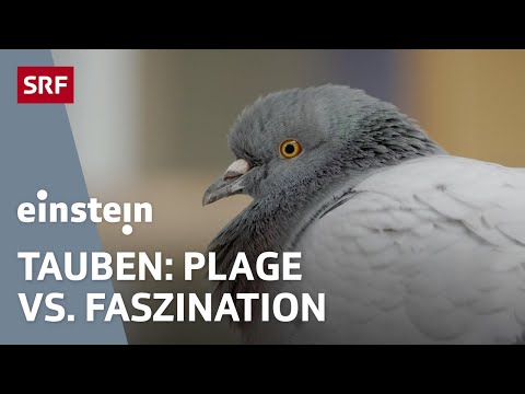 Video: Wie viele Tauben leben, sie überraschen uns so sehr