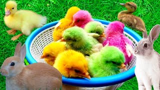 Tangkap Ayam Lucu, Ayam Warna Warni, Ayam Rainbow Gokil, Kelinci, Kucing Lucu, Bebek, Hewan lucu