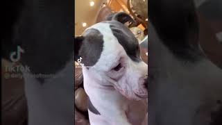 Dog with abs meme #shorts