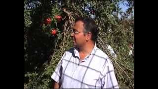 Gümürdülü Köyü - Nar Hasadı 2012