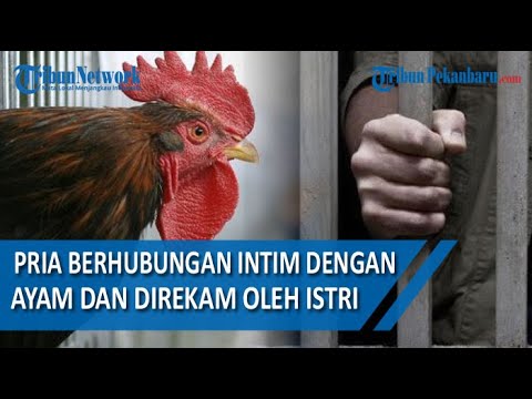 Berhubungan Intim dengan Ayam Hingga Mati dan Direkam Istri, Pria Ini Ditangkap Polisi