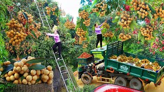 Download Lagu Harvest Many Longans From Traders, Use Truck Transport 1000+ Longans Go to Market Sell MP3 Download Lagu Harvest Many Longans From Traders, Use Truck Transport 1000+ Longans Go to Market Sell MP3