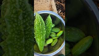 February Bitter Gourd Harvest | Adelaide Garden 🌱