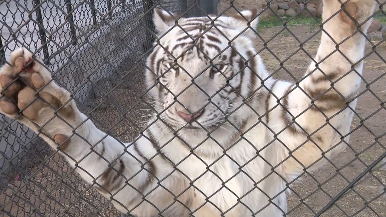 Inside look at the Lions, Tigers & Bears animal sanctuary