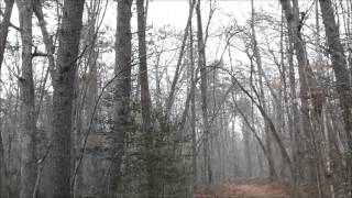 Bigfoot - Wood knock Conversation (Tennessee Sasquatch)