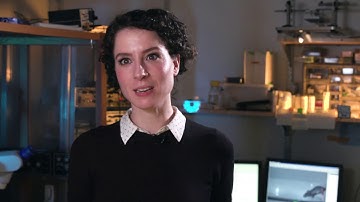 RORβ Inhibitory Neurons Secure a Fluid Walking Gait