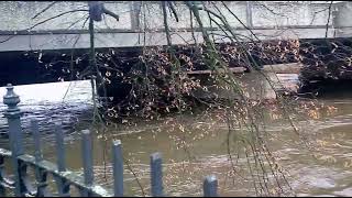 Hochwasser2023 Waldheim Zusammenfluss Gebers und Mortelbach in Zschopau