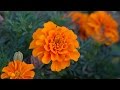 Бархатцы - цветы десяти тысяч лет
