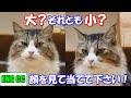 クイズボス猫トイレ!【顔を見て大か小か当てて下さい】【Eng CC】