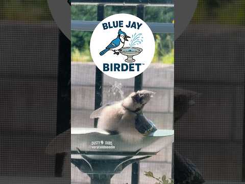 Blue Jay Birdet