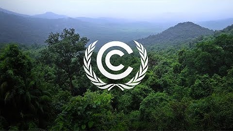 Reports from COP30: Climate Talks in the Amazon