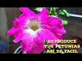 REPRODUCE TUS PETUNIAS / POR ESQUEJE